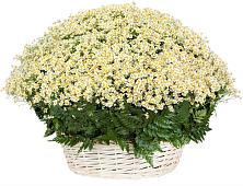 Цветочная композиция из Ромашки в корзине #REPLACE_PRED# Сюмси